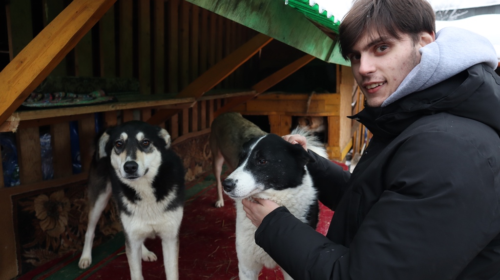 Владимир: собачий приют